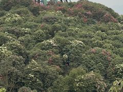 -贵州百里杜鹃风景名胜区