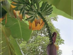 -云溪植物园