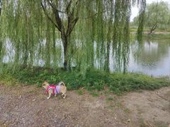 -广富林郊野公园