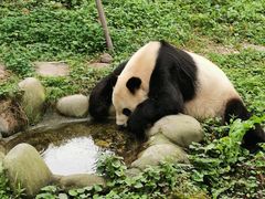 -都江堰中华大熊猫苑