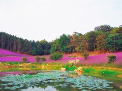 -大塘金香草谷
