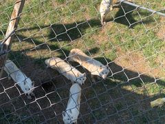 -石家庄市动物园