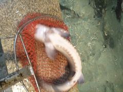 -荣德灶台鱼(圣泉寺店)