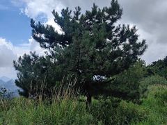 -王莽岭风景区