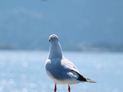 -海埂大坝