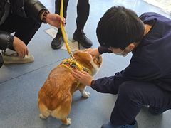 -顺强宠物诊所·狂犬免疫·夜诊·骨科(嘉定店)