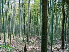 -潜山国家森林公园