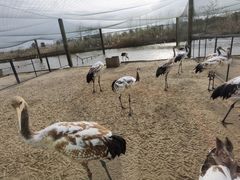 -盐城丹顶鹤湿地生态旅游区