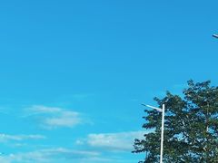 -中山市树木园