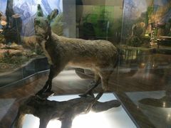 -陕西自然博物馆