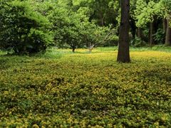 -上海滨江森林公园