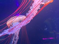 -欢乐海岸海洋奇梦馆
