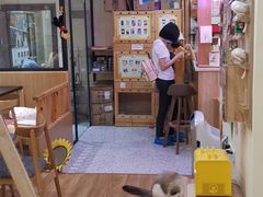 -滚猫咖啡·猫咖·猫友好撸猫(未来城店)
