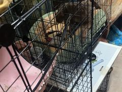 -树洞桌游宠咖小酒馆