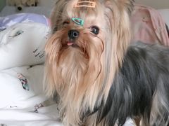 -创凡宠物医院·骨专科  猫科中心(西乡分院)