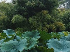 -莲湖公园