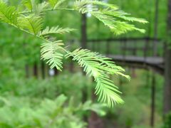 -黄海国家森林公园