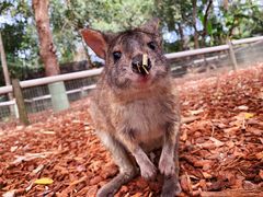 -费瑟代尔野生动物园