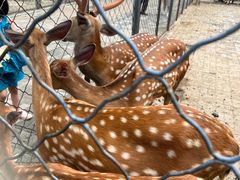 -长白岛森林公园