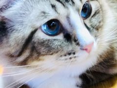 -白兔子密室(长寿路店)