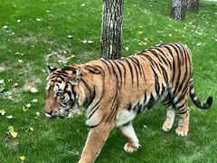 -北京野生动物园