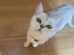 -唐小姐の私宠·宠物洗护美容·撸猫馆·购宠(周浦万达旗舰店)