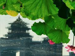 -莲花池公园