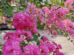 -杭州半山国家森林公园