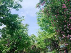 -鹅湖玫瑰文化园