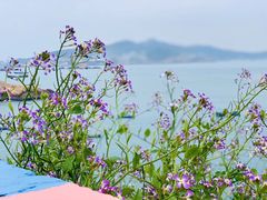 -枸杞岛
