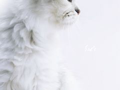 -喵的天空名猫咖啡馆·撸猫·猫舍·用品