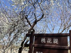 -桃花堤公园
