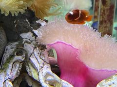 -太平洋海底世界