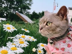 -大塘金香草谷
