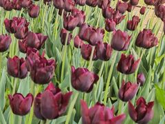 -洛阳郁金香牡丹园