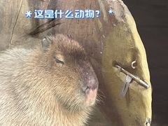 -海合安成都极地海洋公园