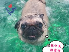 -1013 PET SHOP 宠物商店(近铁城市广场店)