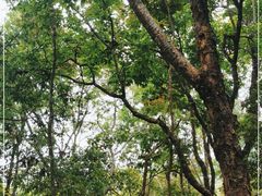 -普洱太阳河森林公园