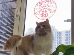 -猫大福·Fortune Cat猫舍(百子湾店)