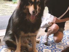 -more than meow吴止猫主题餐厅(承德 中船汇店)