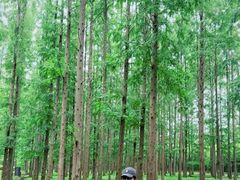 -黄海国家森林公园