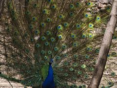 -石家庄市动物园