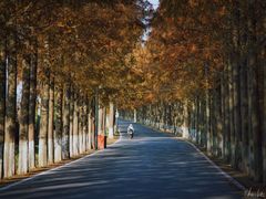 -上海长兴岛郊野公园