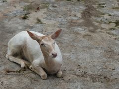 -深圳野生动物园