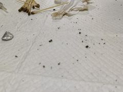 -宠颐生汉谟拉比宠物医院