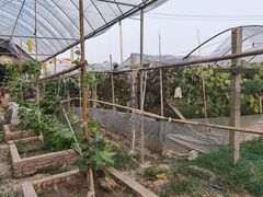 -马陆小张葡萄园农家乐