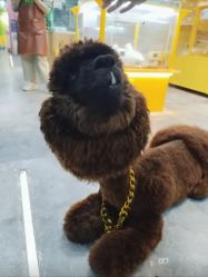 -神奇动物撸宠馆·羊驼·小浣熊·异宠(豫园店)