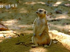 -广州长隆野生动物世界