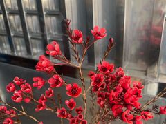 -越秀西湖花市(广州城市广场花卉店)