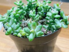 -囿面传统制面馆(中央路店)